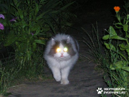 ��������� ��������