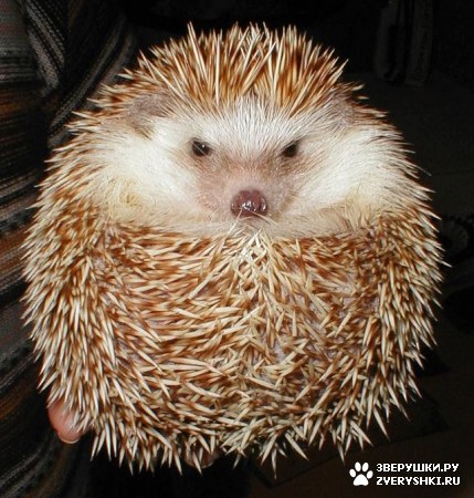 ��������� ��������