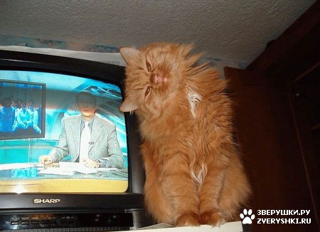 ��������� ��������