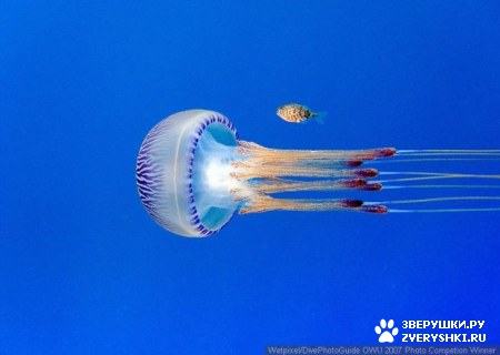 ��������� ��������