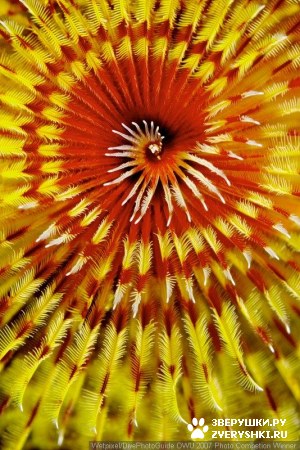 ��������� ��������