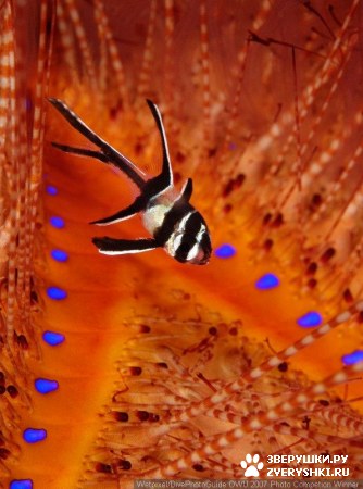 ��������� ��������