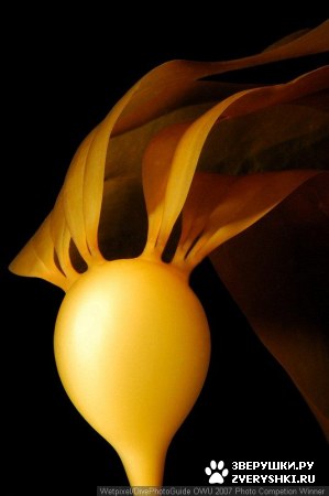 ��������� ��������