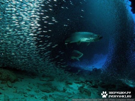 ��������� ��������