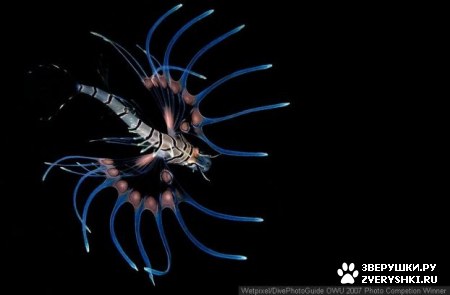 ��������� ��������