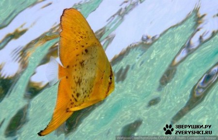 ��������� ��������