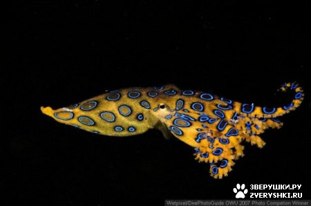 ��������� ��������