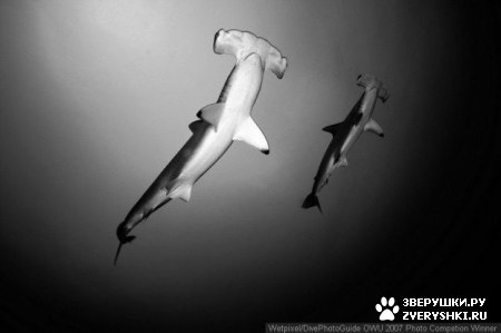 ��������� ��������