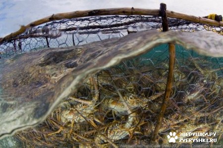 ��������� ��������