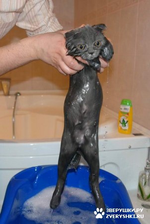 ��������� ��������