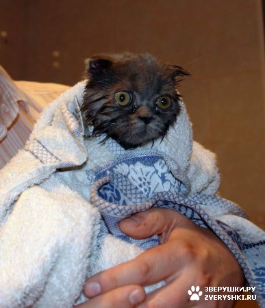 ��������� ��������