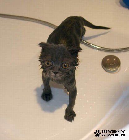 ��������� ��������