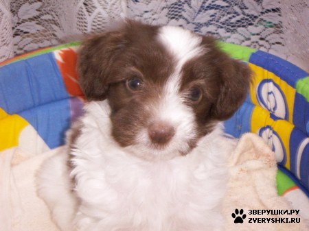 ��������� ��������