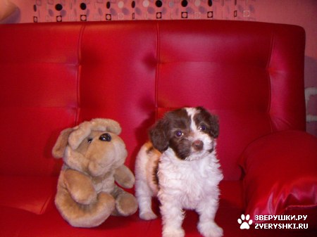 ��������� ��������