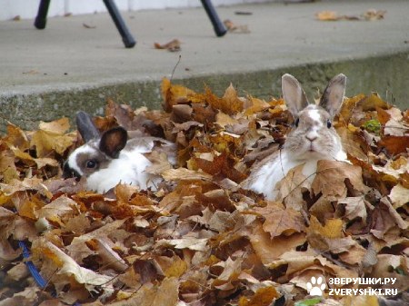 ��������� ��������