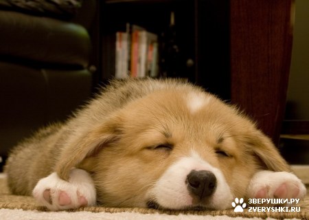 ��������� ��������