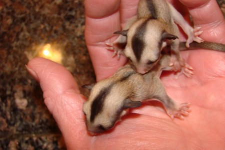 ������������� �������� ����� ������ (�������� ������)