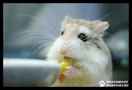 ��������� ��������