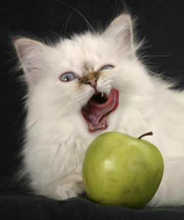 ��������� ��������