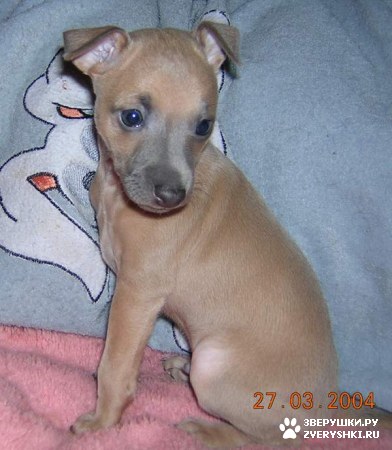 ��������� ��������