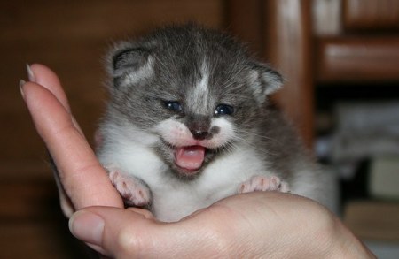 ��������� ��������