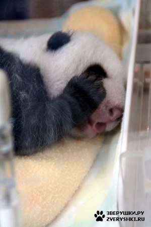 ��������� ��������