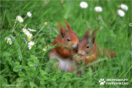 ��������� ��������