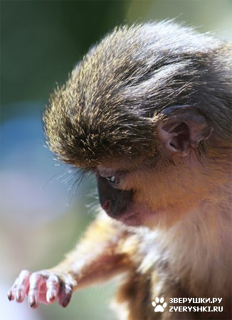 ��������� ��������