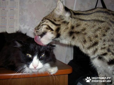 ��������� ��������