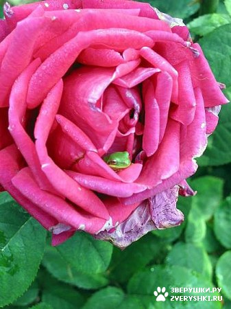 ��������� ��������