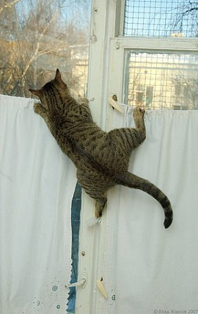 ��������� ��������