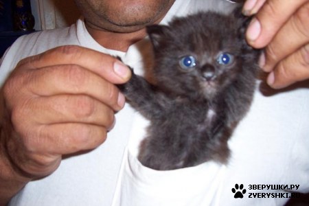 ��������� ��������