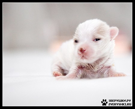 ��������� ��������