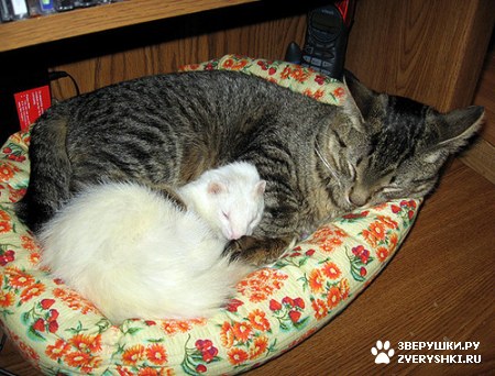 ��������� ��������