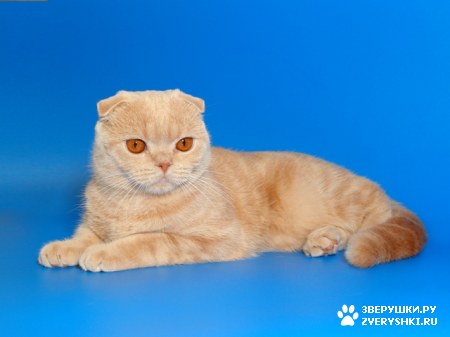 ��������� ��������