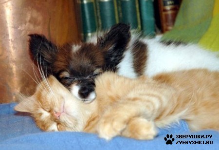 ��������� ��������