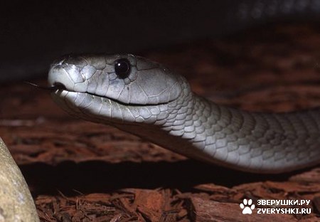 ��������� ��������