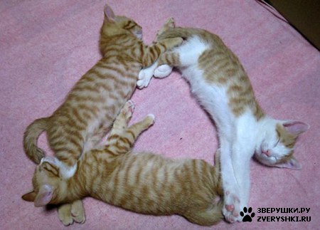 ��������� ��������