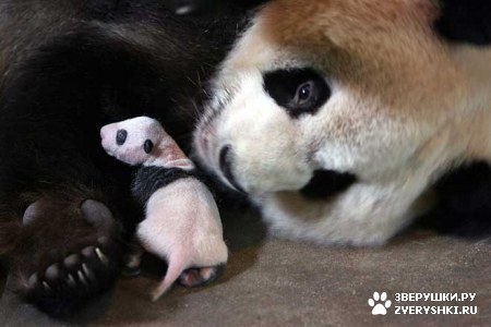 ��������� ��������