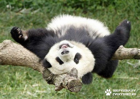 ��������� ��������