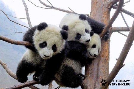 ��������� ��������