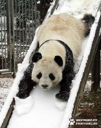 ��������� ��������