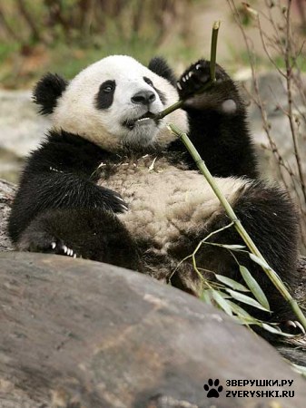 ��������� ��������