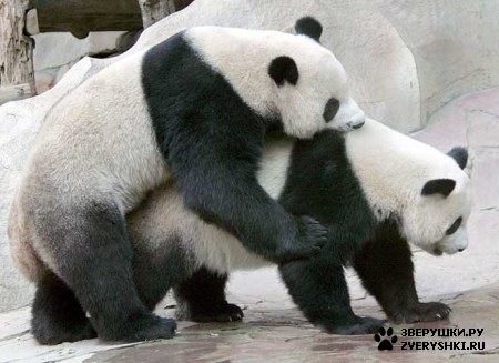 ��������� ��������