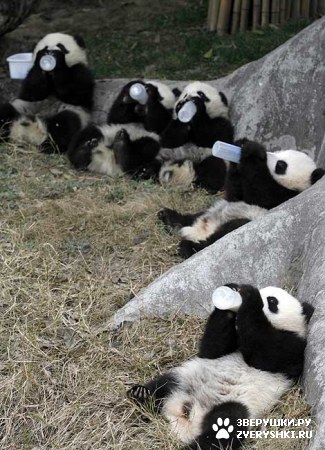 ��������� ��������