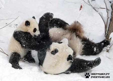 ��������� ��������