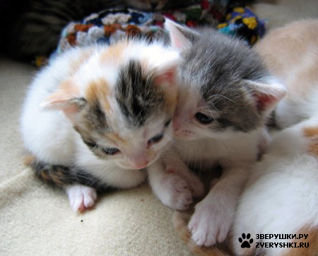 ��������� ��������