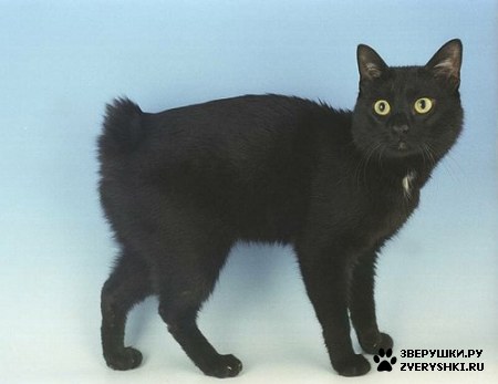 ��������� ��������