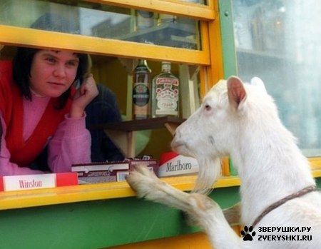 ��������� ��������