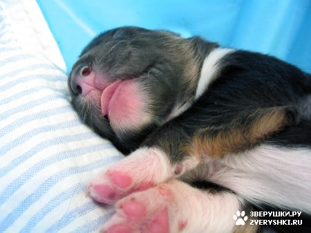 ��������� ��������